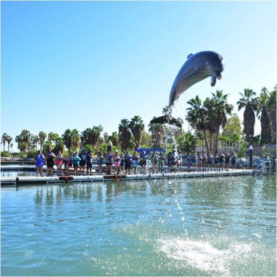 Dolphin Swim Encounter Tour - Image 6