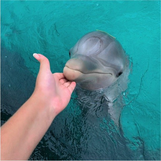 Dolphin Swim Encounter Tour - Image 2