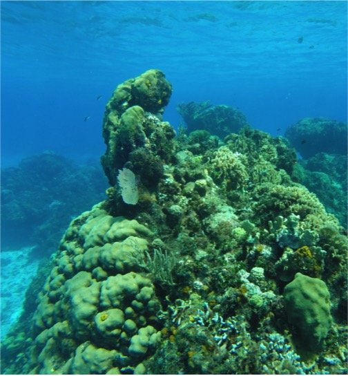 Certified Diving Cozumel Tour - Image 8