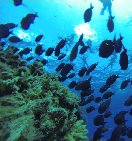 Cielo Cozumel By Catamaran & Beach Club Tour - Image 8