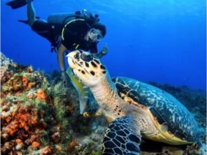 Certified Diving Cozumel Tour