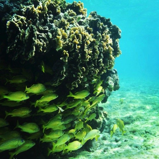 Certified Diving Cozumel Tour - Image 2