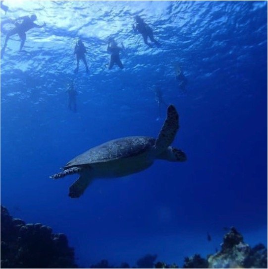 Certified Diving Cozumel Tour - Image 5