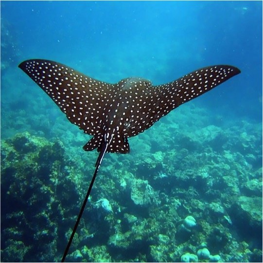 Certified Diving Cozumel Tour - Image 3